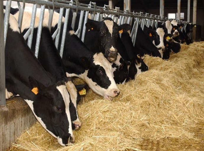 El precio real de la carne y los productos lácteos