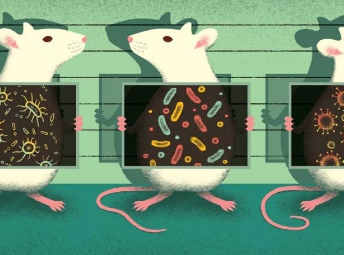 Differentes microbiomas con dietas distintas
