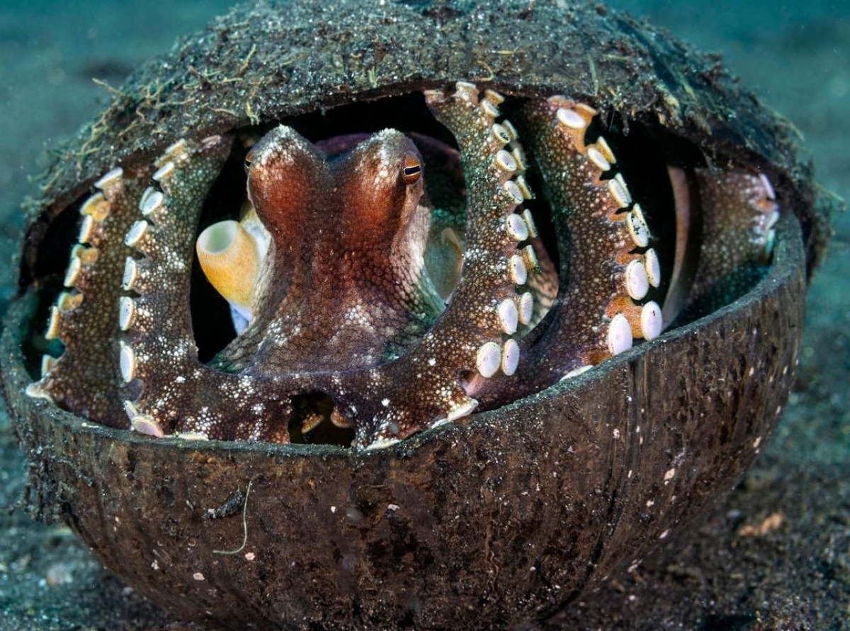 La astucia del pulpo