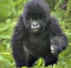 Gorila protege a su cría