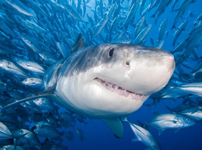 Cuando los tiburones casi se extinguieron