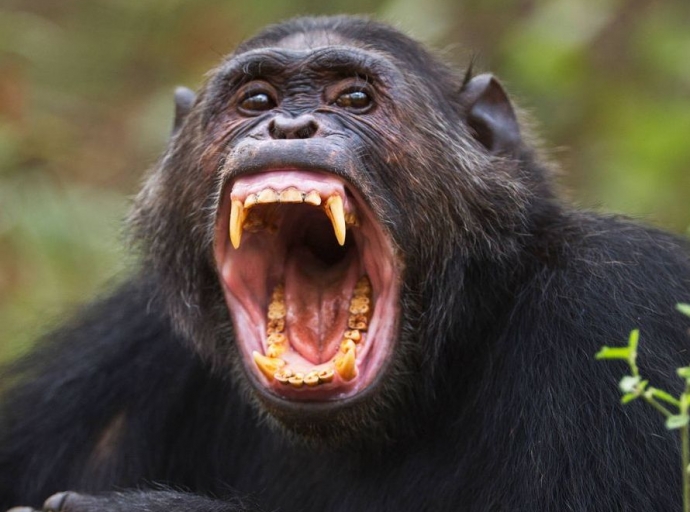 Chimpancés matando gorilas