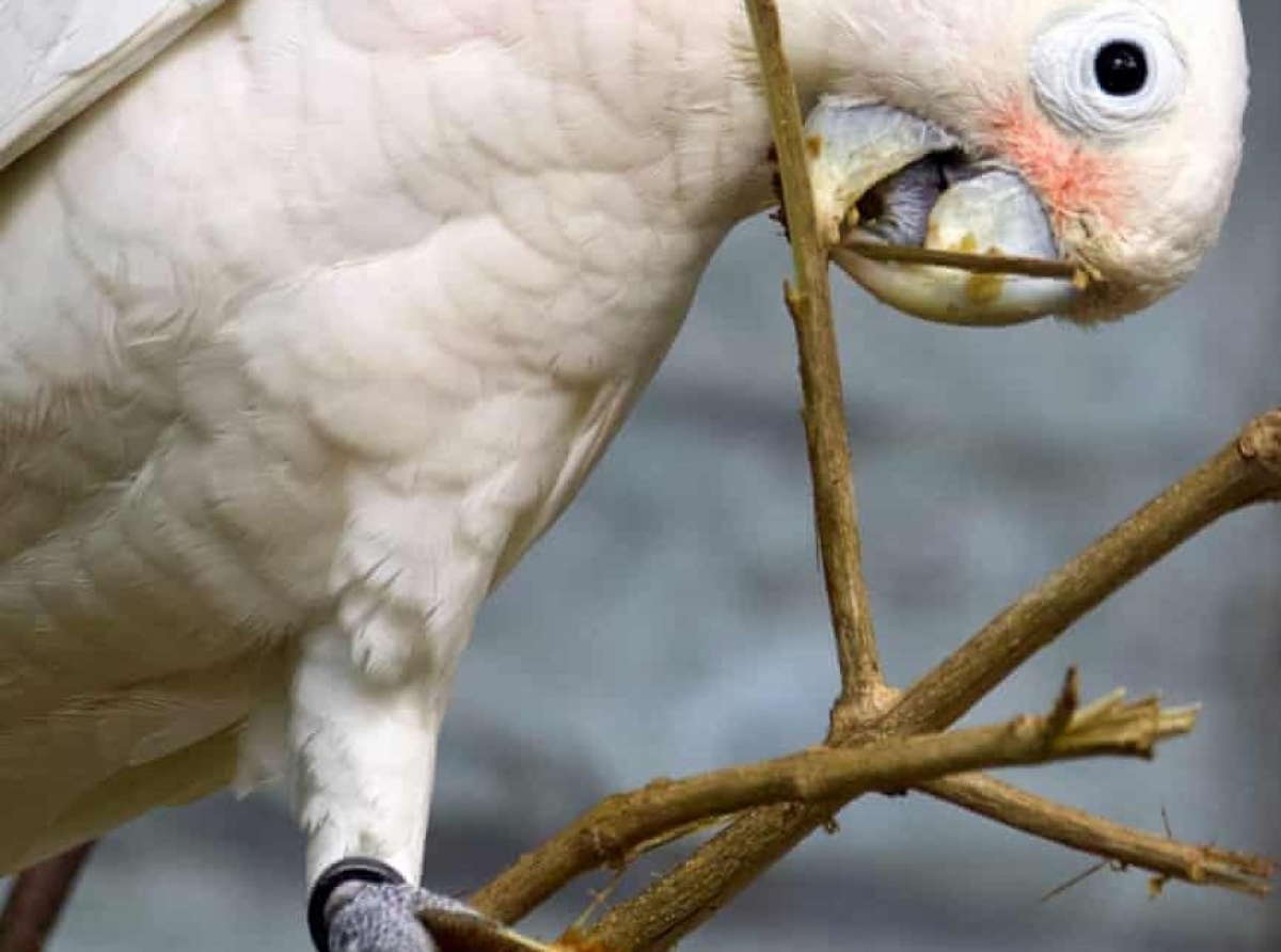 Cacatúas fabricantes de herramientas