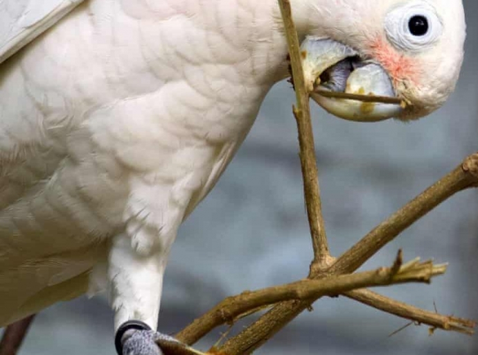 Cacatúas fabricantes de herramientas
