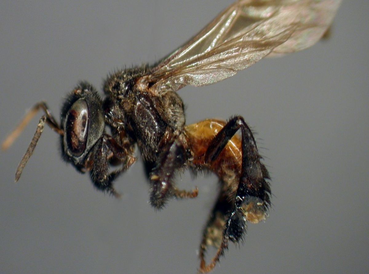 Las abejas carnívoras