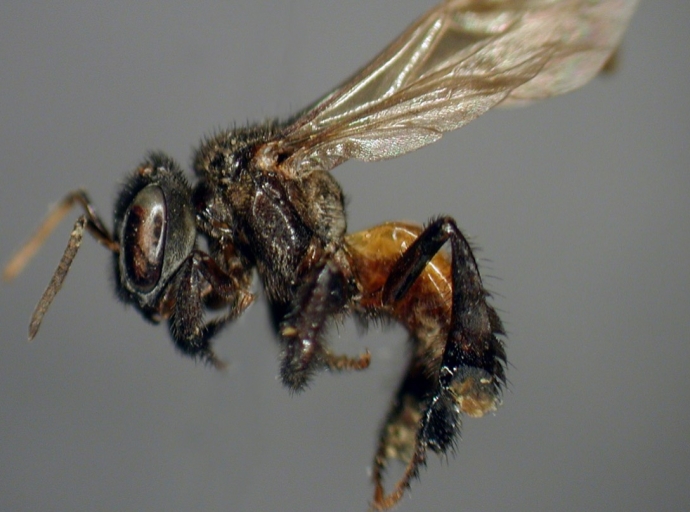 Las abejas carnívoras