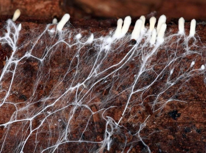 El mapa de las redes mundiales de fungi