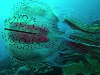 Chirodectes maculatus