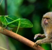 El primate más pequeño del mundo 