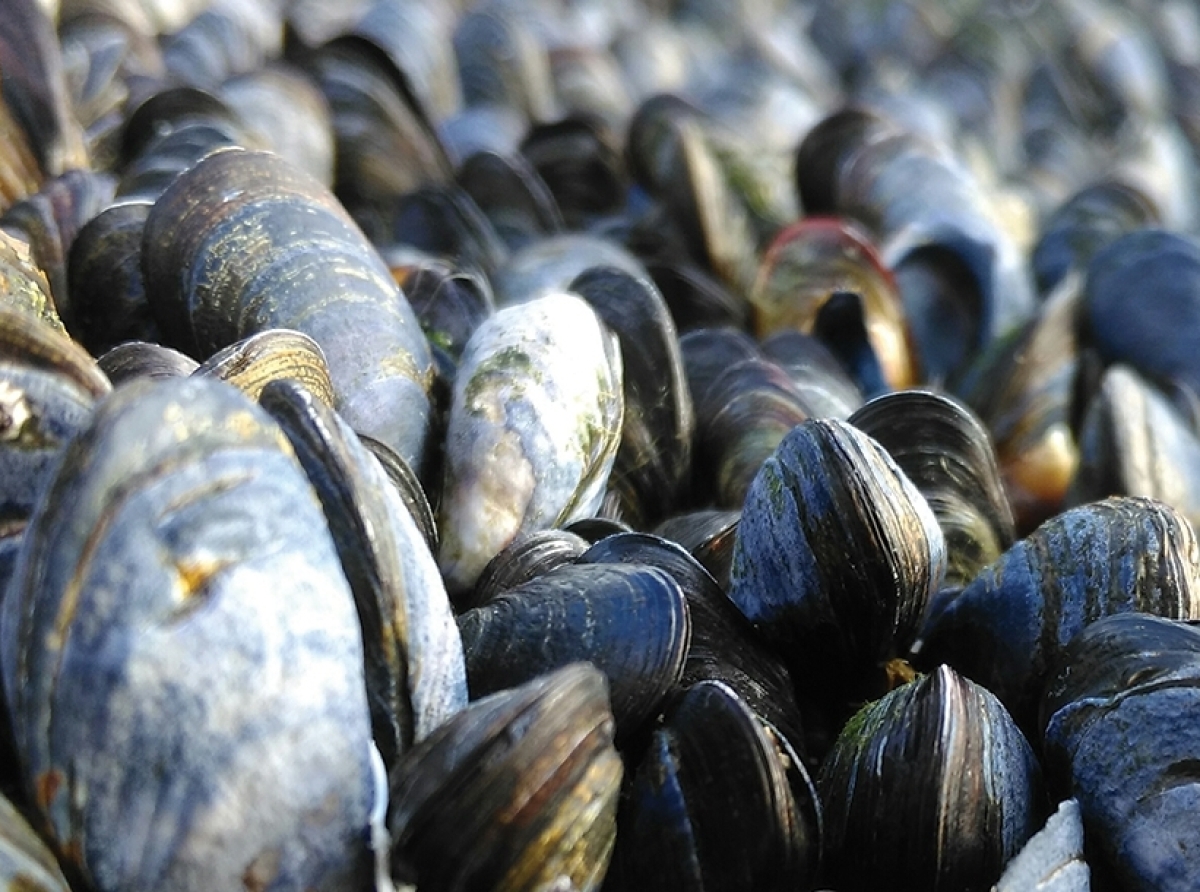 Alimentos para el cambio climático