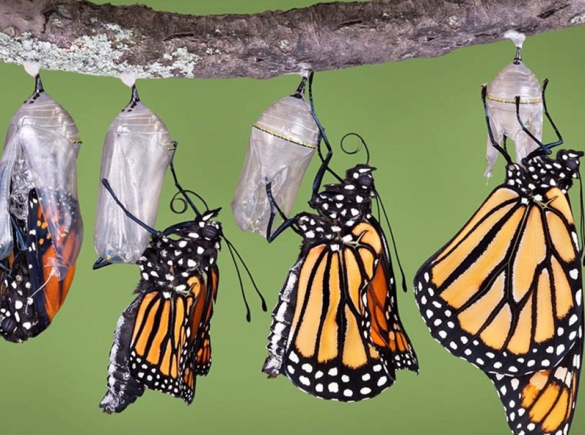 La mariposa  monarca regresa