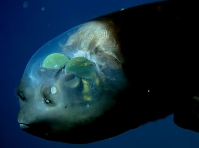 El pez de cabeza transparente