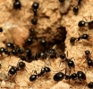 La población mundial de hormigas