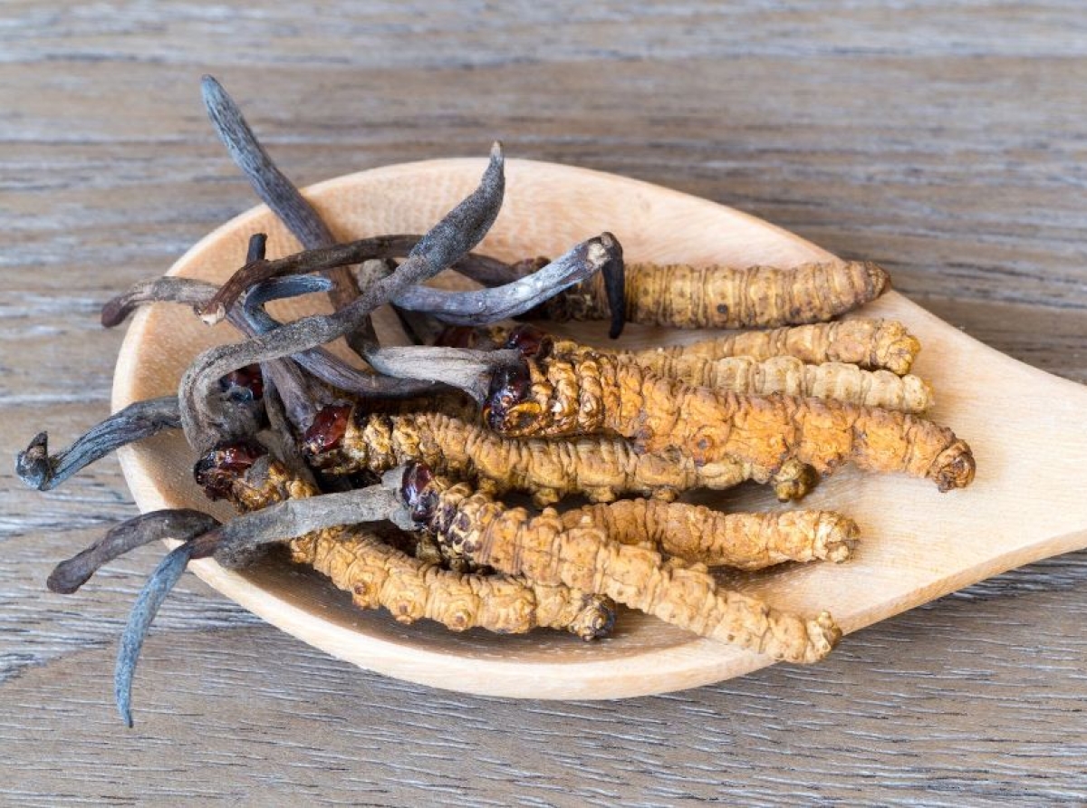 Cordyceps, ¿parásito con beneficios?