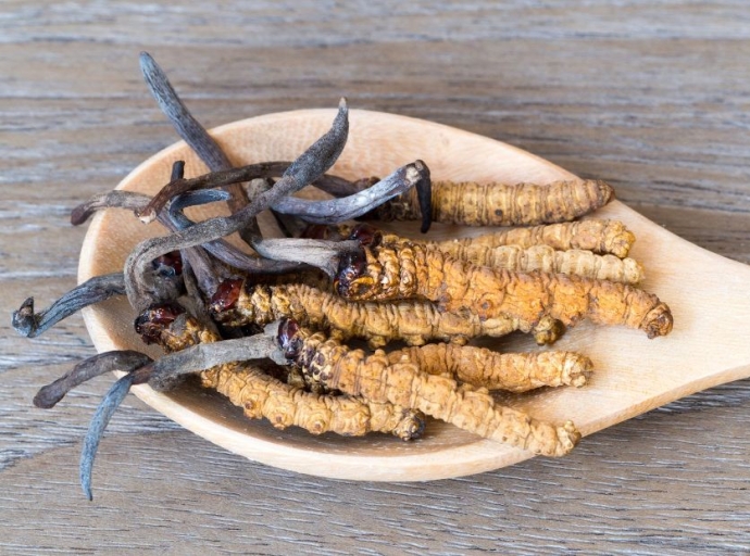 Cordyceps, ¿parásito con beneficios?