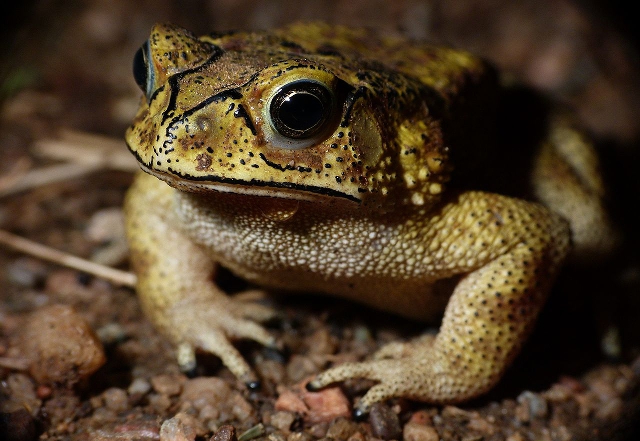 Duttaphrynus melanostictus, el sapo común asiático