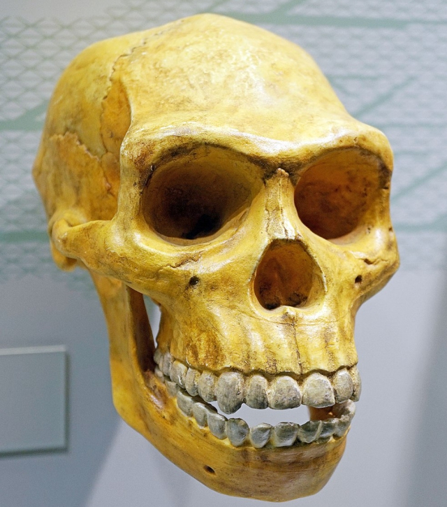Cráneo de Homo erectus