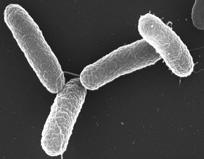Salmonella typhimurium