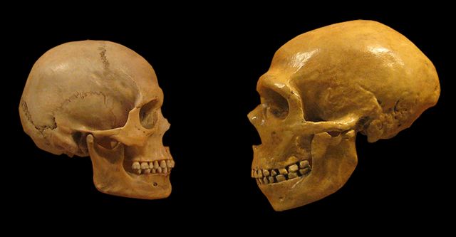 H. sapiens y neanderthalensis