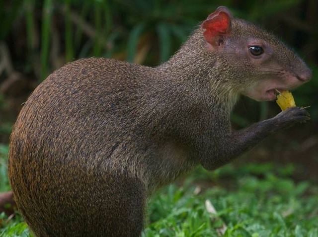 El agutí, roedor de América Central y platillo favorito de Charles Darwin