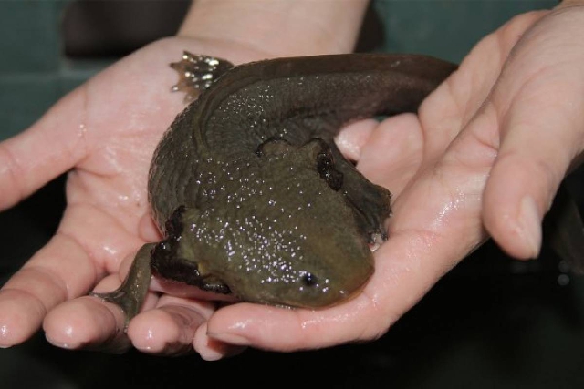 Ambystoma mexicanum