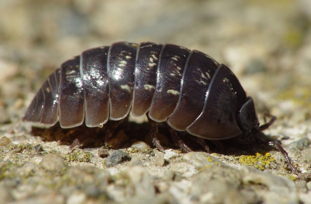 Armadillidium vulgare