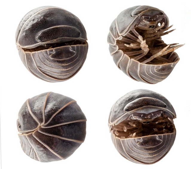 Conglobación de la Armadillidium vulgare
