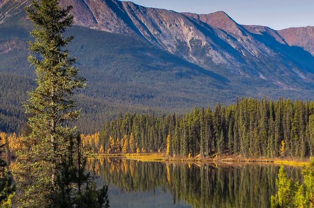 Bosque boreal de Canadá