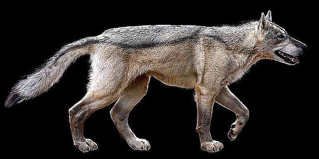 Canis familiaris, el origen de la domesticación del lobo