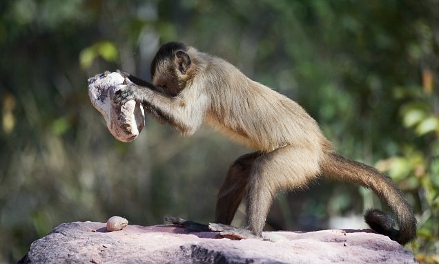 Capuchino cascando una nuez