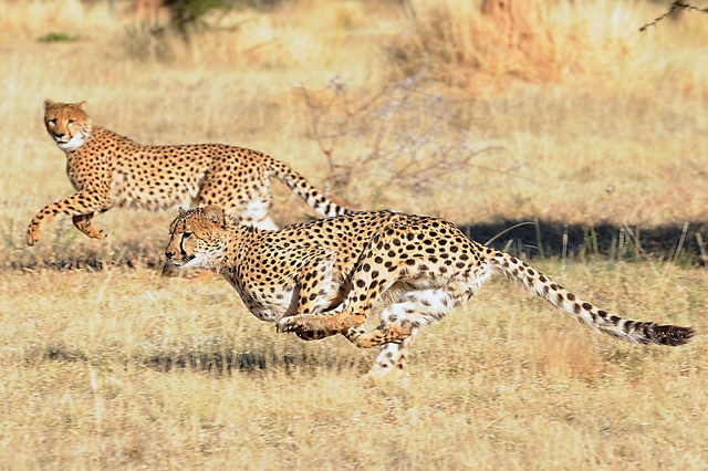 El chita, Acynonix jubatus, emigró de Norteamérica a Asia y luego a África en los últimos 100 mil años