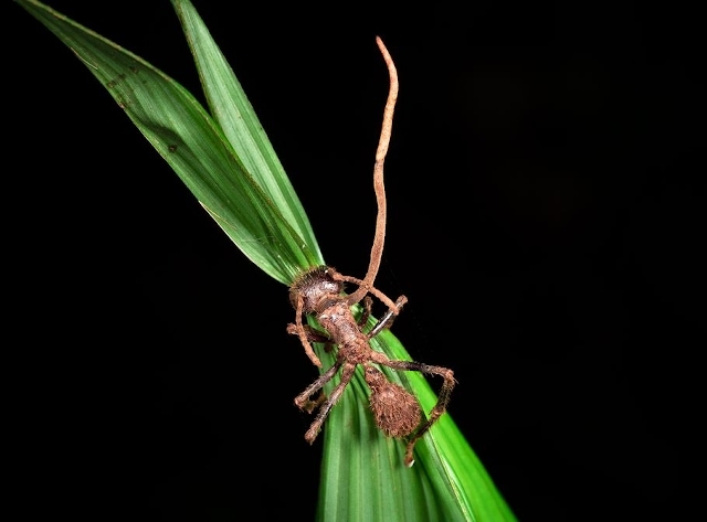 Pseudotallo de un hongo Cordyceps que invadió una hormiga
