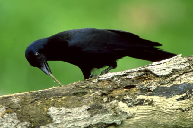 Cuervo de Nueva Caledonia y su herramienta