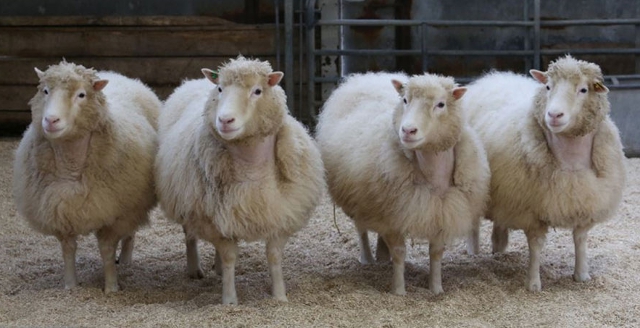 Las cuatro hermanas o copias de Dolly, 2015