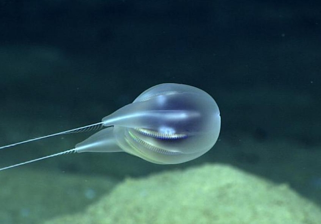 Duobrachium sparksae