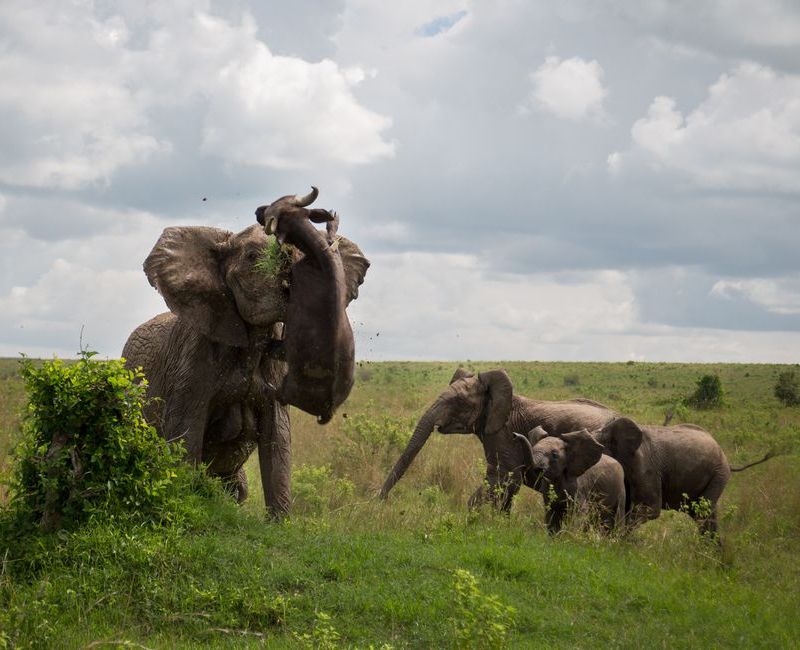 Elefante vs búfalo en Kenia