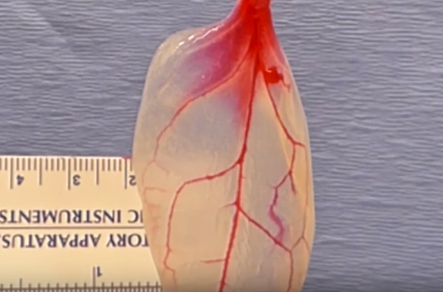 Tejido cardíaco vivo a partir de una hoja de espinaca