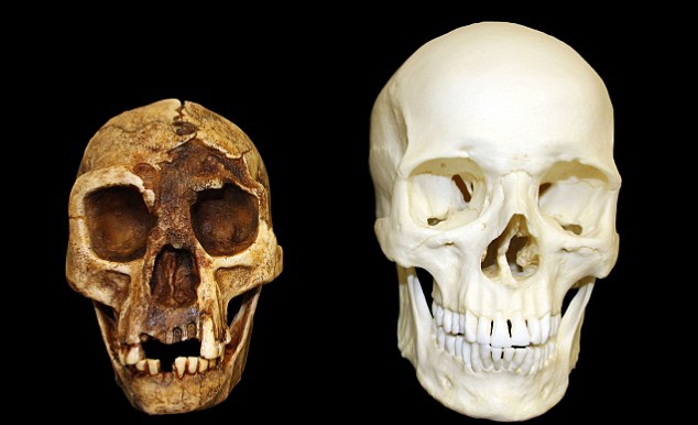 Cráneos de Homo sapiens y H. floresiensis