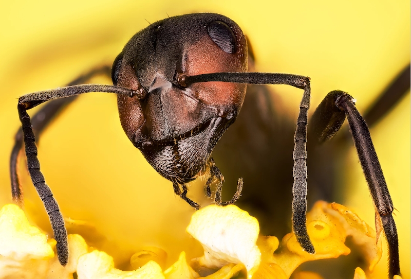 Hormiga Formiga fusca