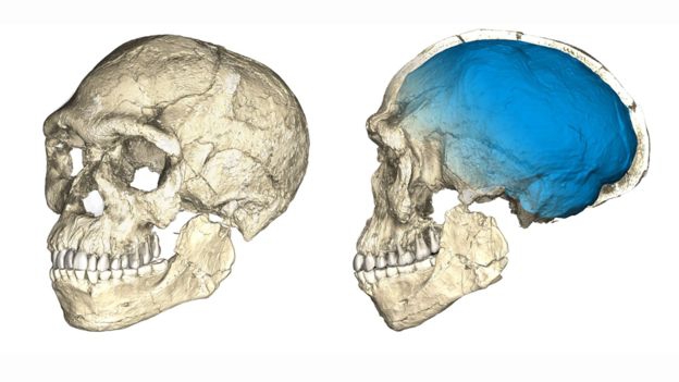 Reconstrucción del Homo sapiens más antiguo conocido. Imagen de Philipp Gunz