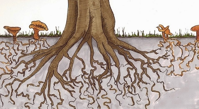 Ilustración de hongos micorrízicos