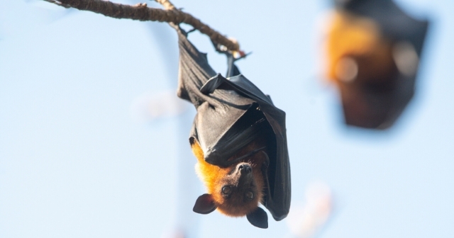 Murciélago y los virus patógenos