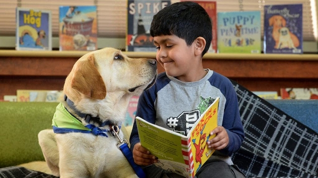 Perro de terapia para ayudar en la lectura