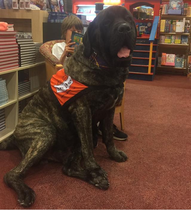 Romeo, mastín que ayuda en programa de lectura en Australia