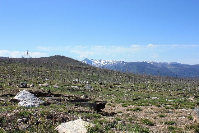 Bosque quemado y destruido en Colorado. (cc) Brian Buma