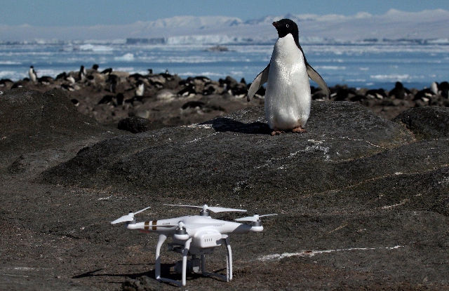 Pingüino adelaida y uno de los drones que fotografiaron la colonia