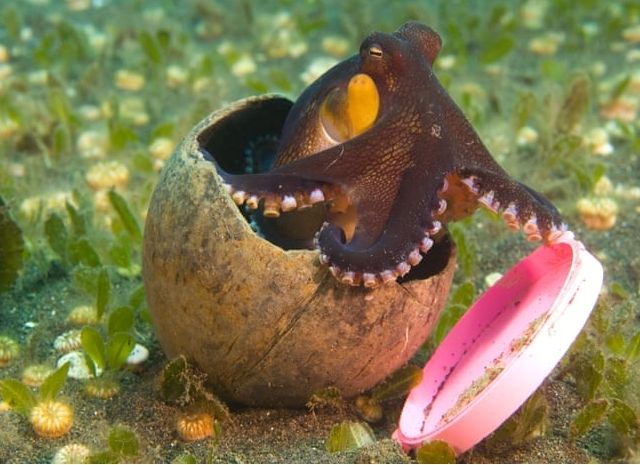 Pulpo protegiéndose