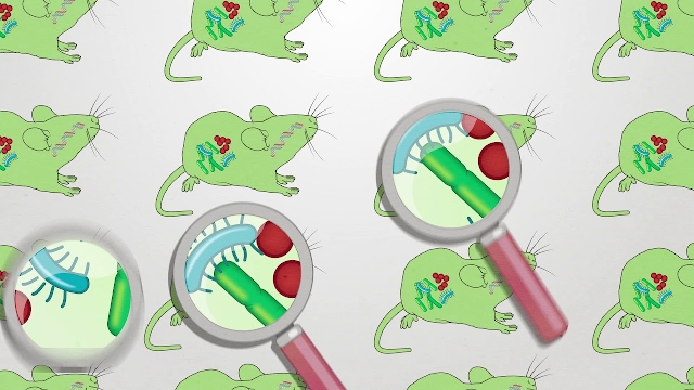 El microbioma en ratones de laboratorio