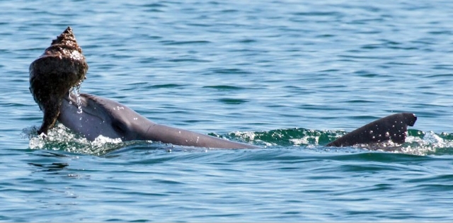 Comportamiento conocido como 