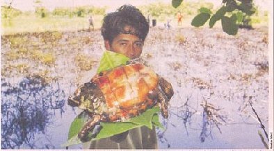 Sacan una tortuga cubierta de aceite